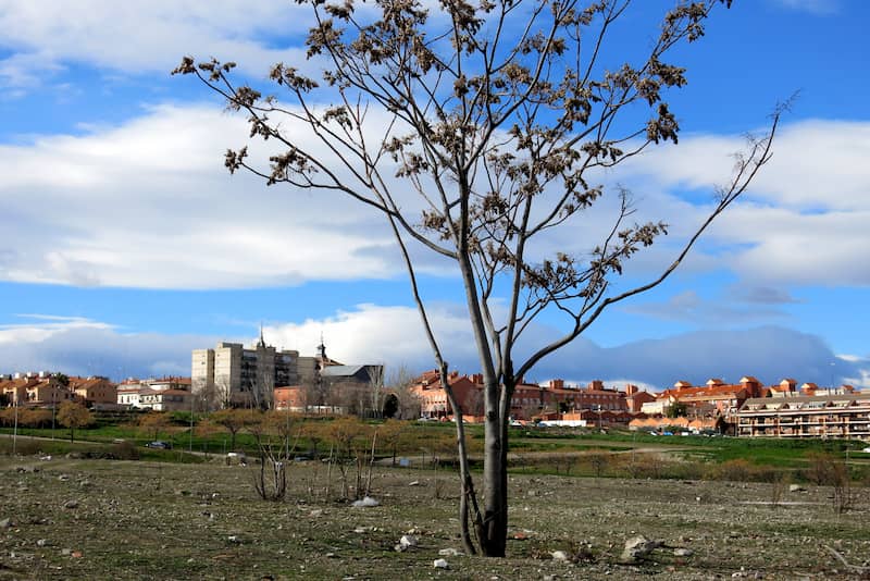Ciempozuelos mudanzas